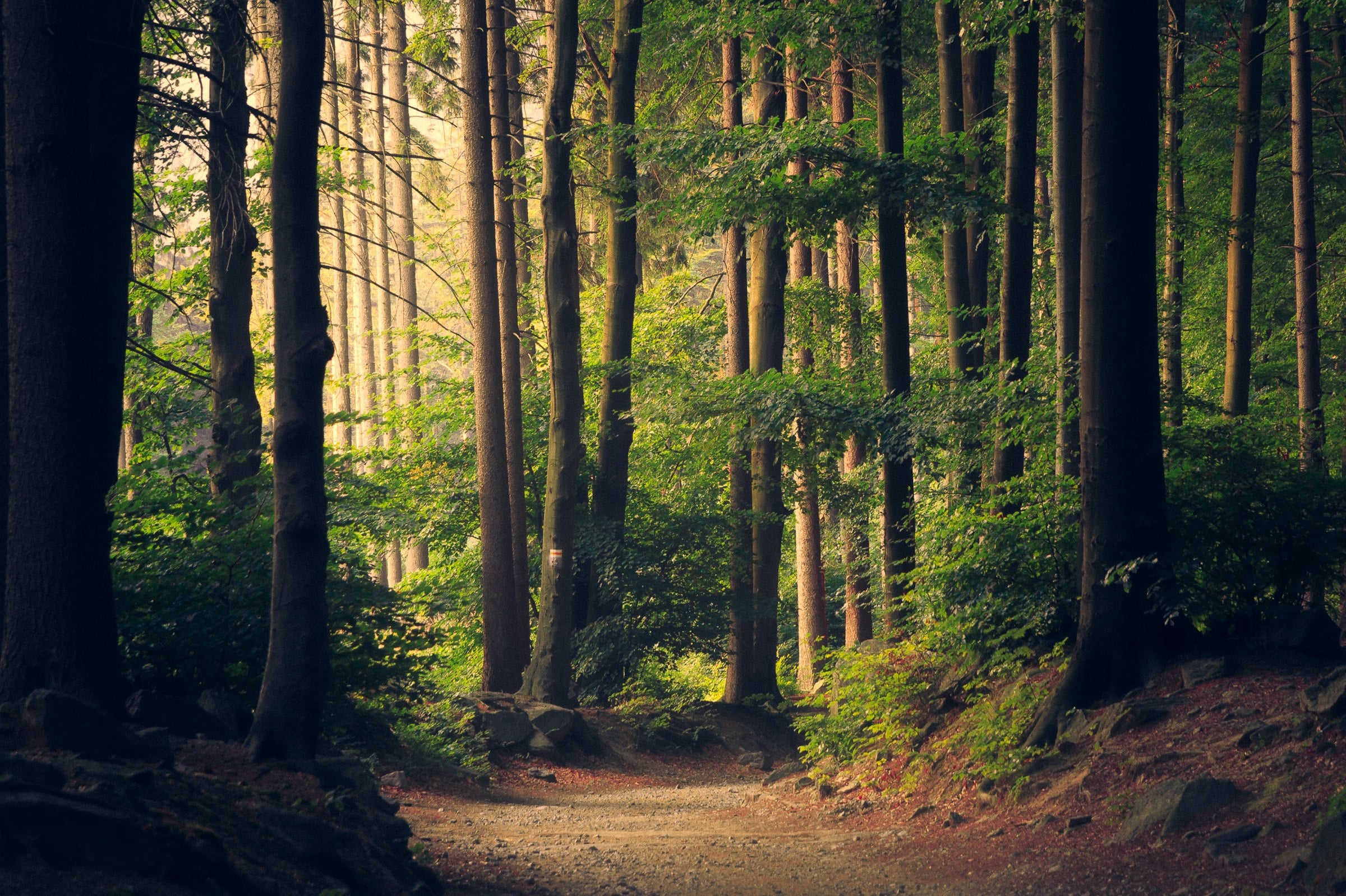 Pir Panjal green forest landscape